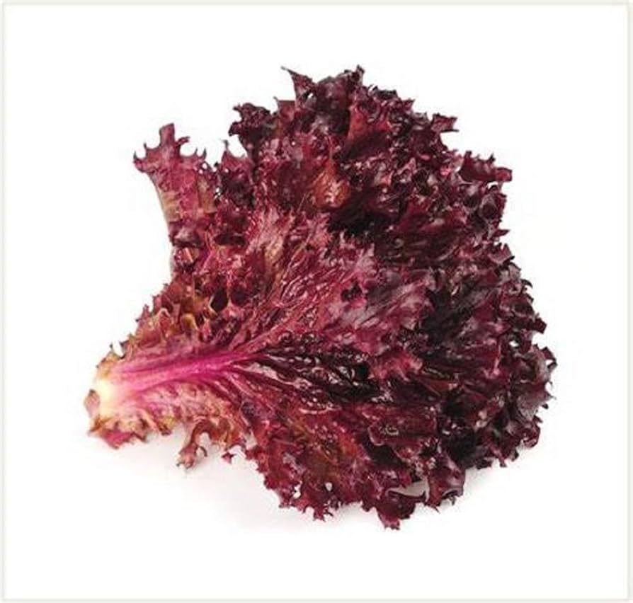 Ruby Red Lettuce seeds growing into deep red leafy greens with a crisp texture, ideal for gourmet salads and ornamental edible gardens